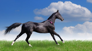 caballo negro tierno
