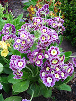 primula auricula аурикула примула