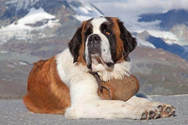 Race de chien Saint-Bernard: caractère, santé, alimentation et prix