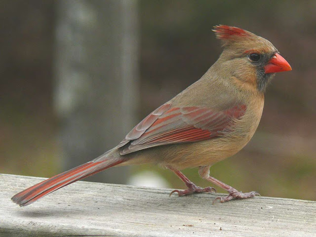 cardinal wallpaper,cardinal images,cardinal photo,cardinal picture,cardinals,cardinal bird,flying cardinal,sweet cardinals,red cardinal,