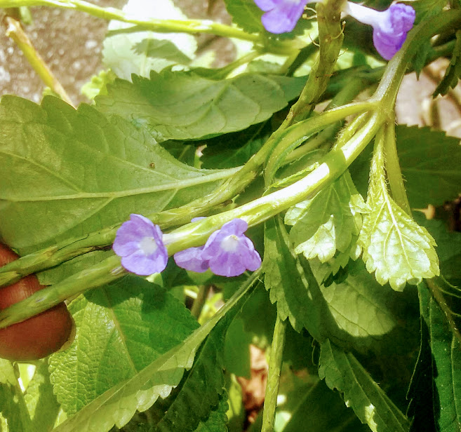 PLANTA MEDICINAL DE FLORES COMESTÍVEIS, LEVEMENTE ADOCICADAS