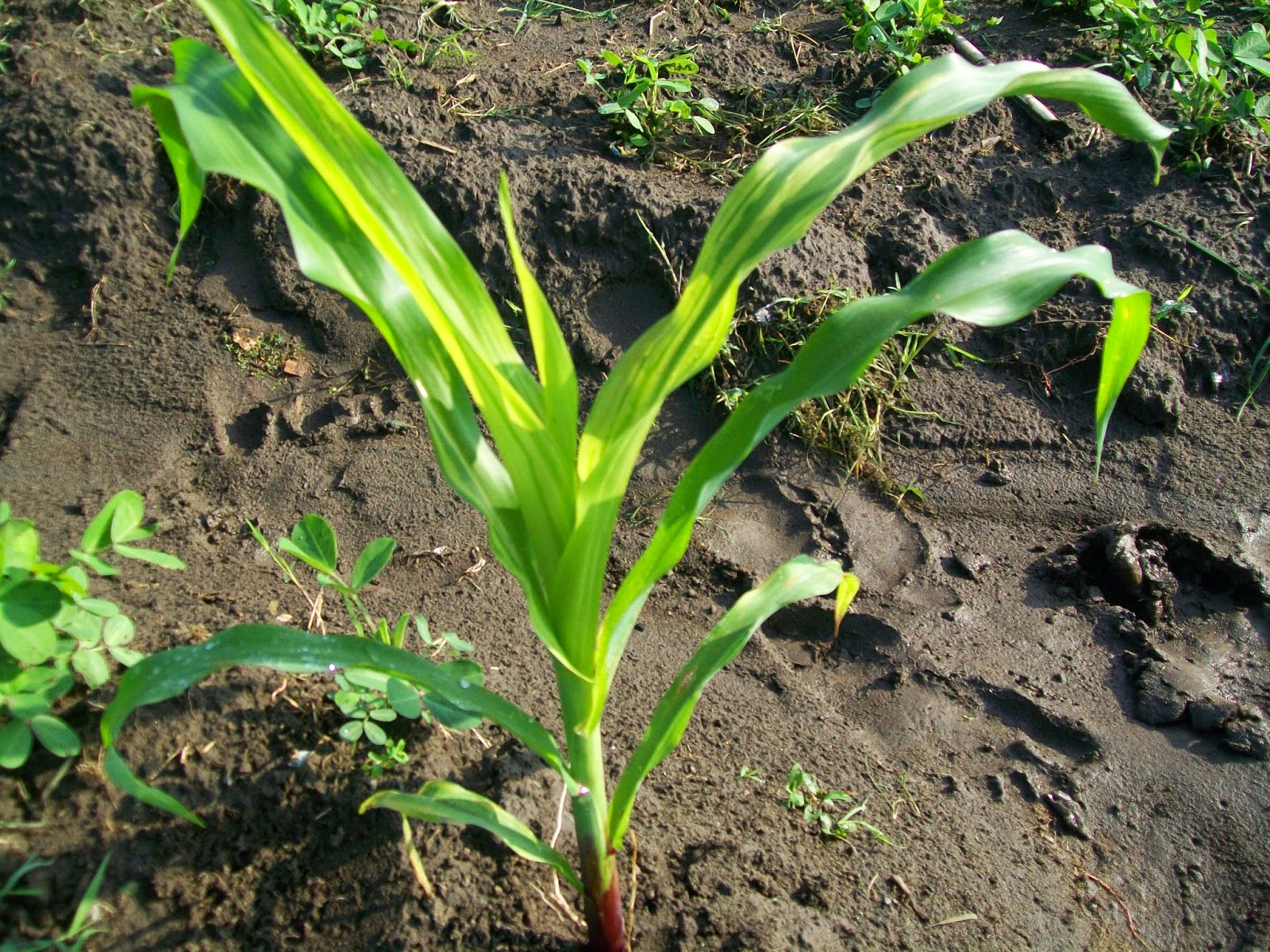 PENYAKIT BULAI PADA JAGUNG  DAN PENGENDALIANNYA Pertanian