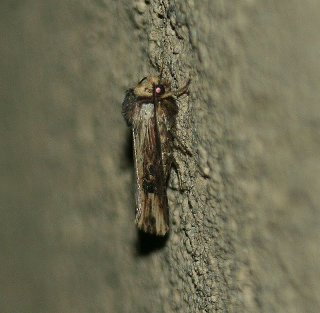 Putris-Erdeule, Axylia putris