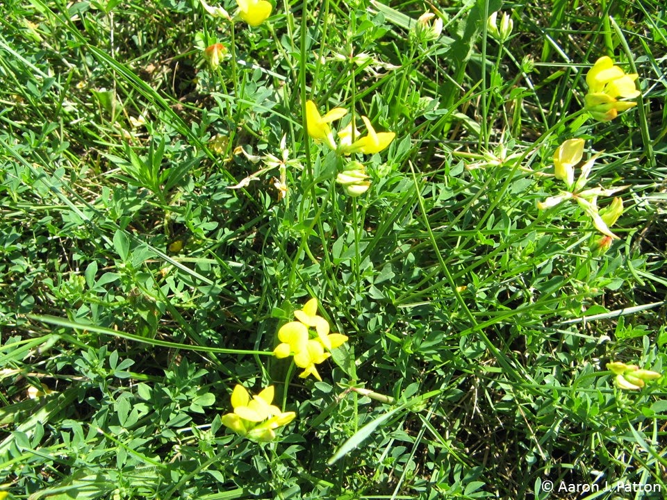 Purdue Turf Tips: Weed of the month for July 2014 is ...