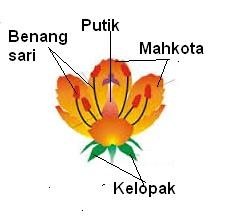  Bunga  Sempurna  adalah Pengertian dan Definisi Kamus Q