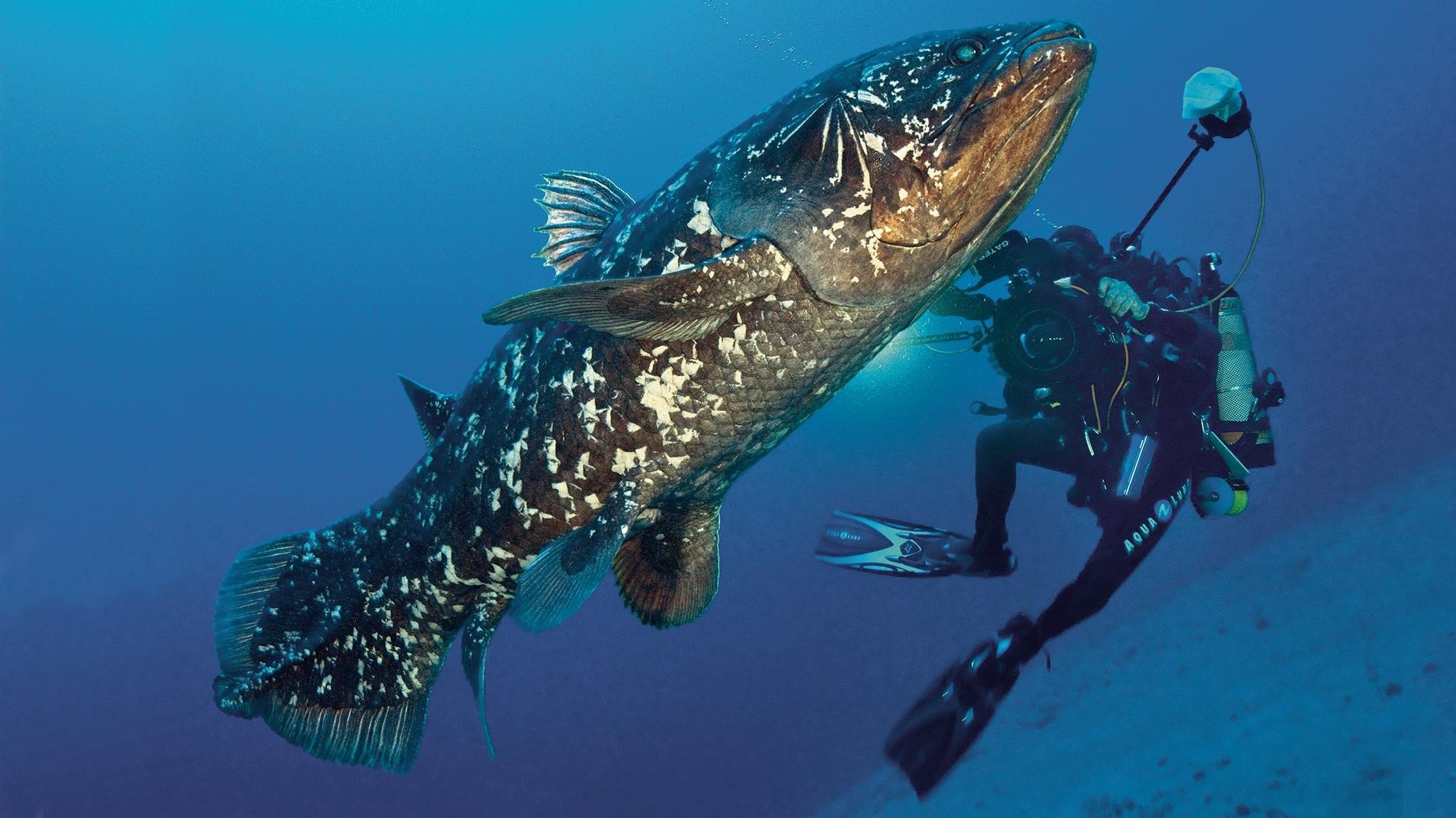 Ikan raja laut, Indonesian coelacanth, Latimeria menadoensis