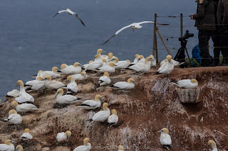 Naturfotografie Lummenfelsen Basstölpel