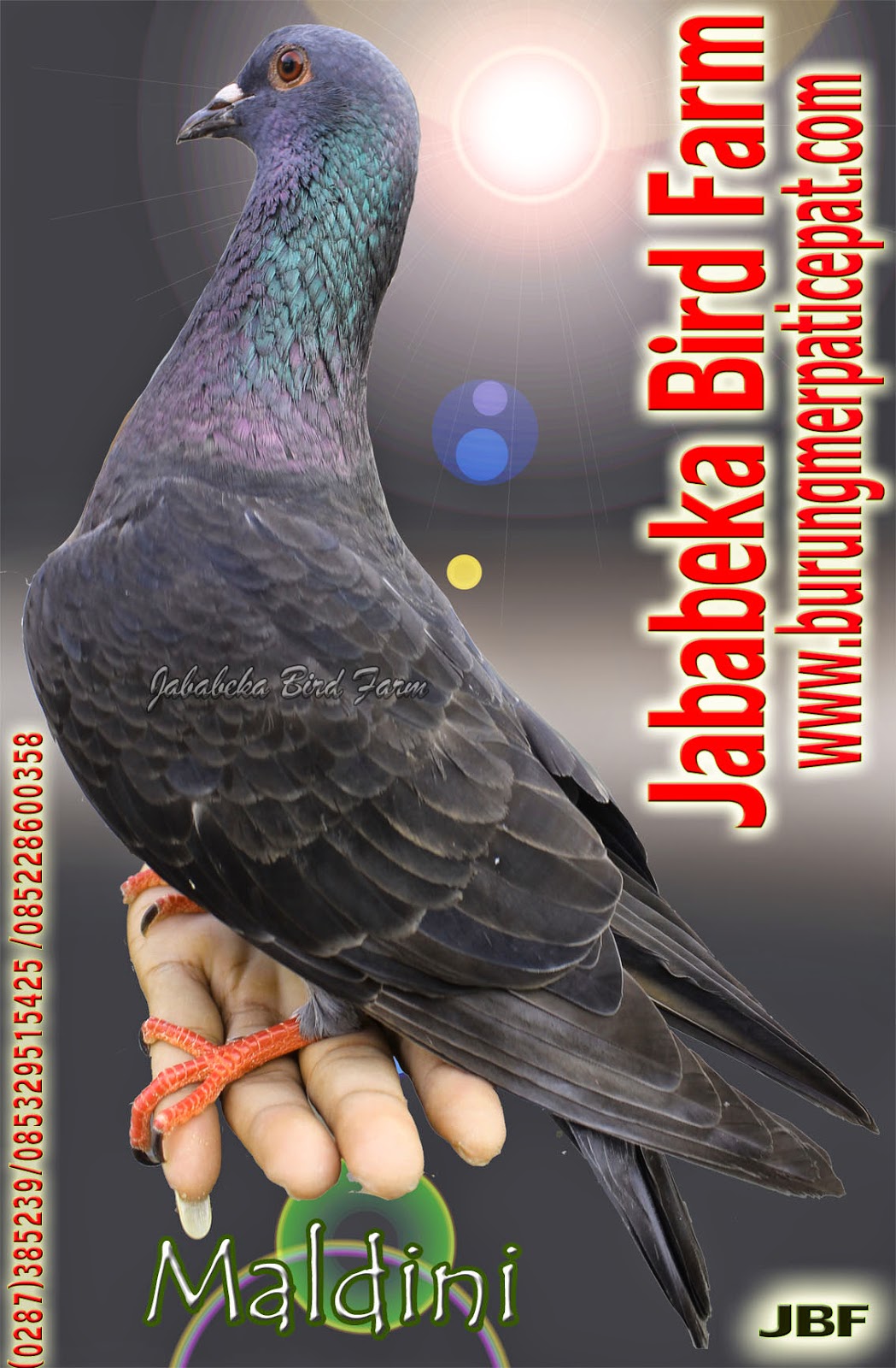 085228600358 085329515425 Jual Merpati Berkwalitas Dari Kota