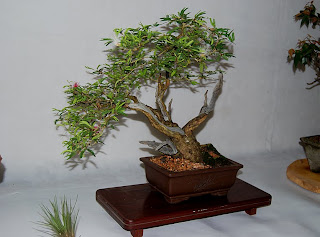 Bonsai