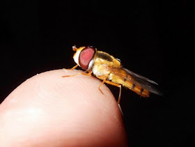 hover fly