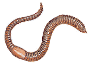 Amazing Earthworms Facts