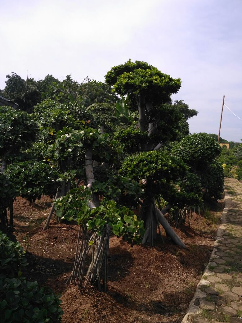 PUSAT TANAMAN HIAS DEPOK, PENJUAL POHON HIAS BONSAI 