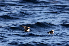 puffins Eastern Egg Rock puffins Eastern Egg Rock