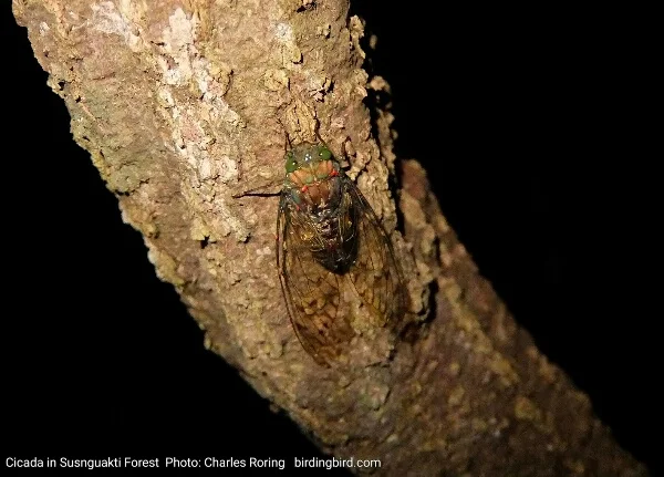 Night walk tour in Susnguakti forest with 2 Polish tourists