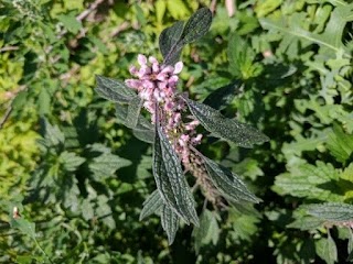 Agripalma (Leonurus cardiaca)