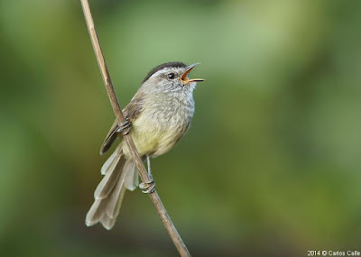 Unstreaked Tit-tyrant