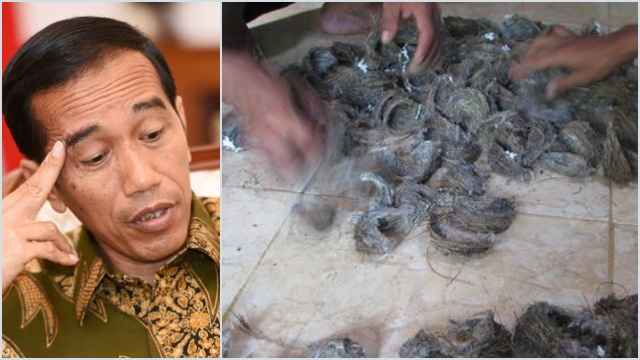 Pulihkan Ekonomi, Mendag Lapor ke Jokowi Temukan 'Harta Karun' Senilai Rp500 Triliun: Sarang Burung Walet!