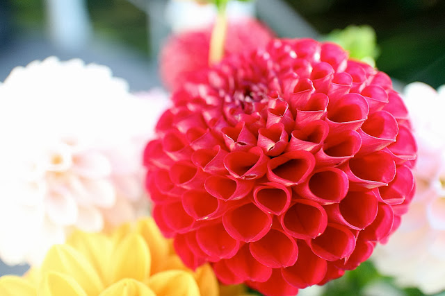 The Garden Appreciation Society-- The Impatient Gardener -- dahlias