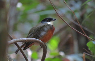 Flame-crowned Manakin