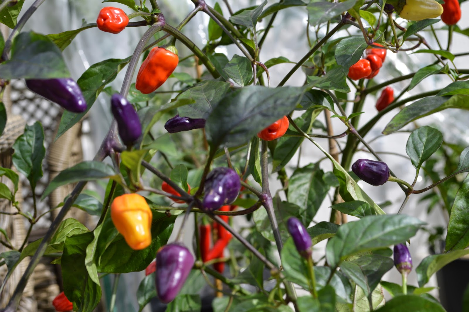 Carolina Reaper Pepper Seeds World s Hottest Pepper 