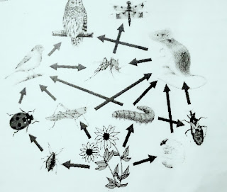 Environment cycle Food chain