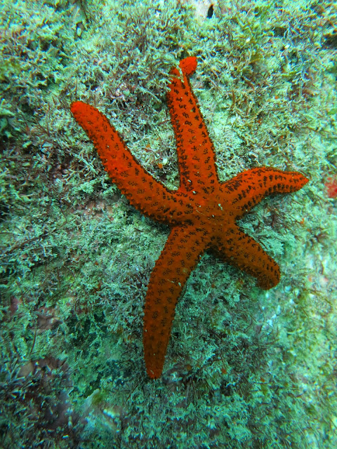 Mergulho em Cabo Frio