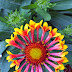 Blanket Flower