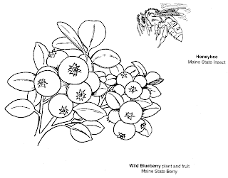 blueberries coloring pages,fruit coloring pages