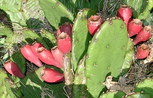 prickly pear cactus (Opuntia macroorhiza)