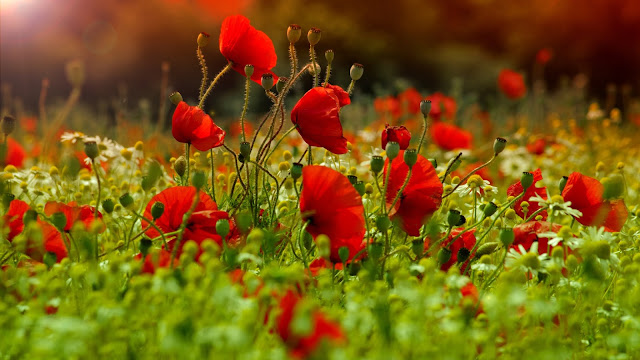 red poppies and daisies