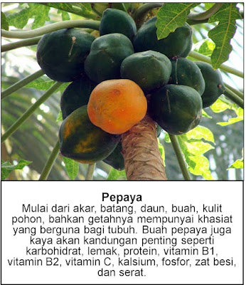 manfaat buah pepaya untuk kesehatan