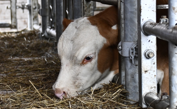 hereford ammeku nofence beiteslipp