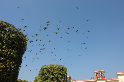 Pigeons flying over the compound of the Jaipur City Palace