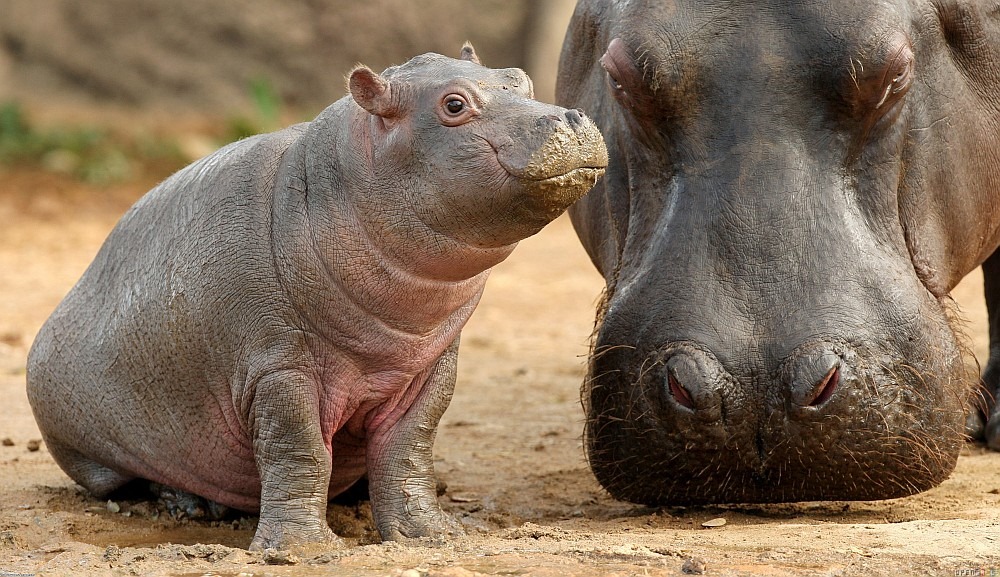 Baby-Hippo-Mama-Hippo