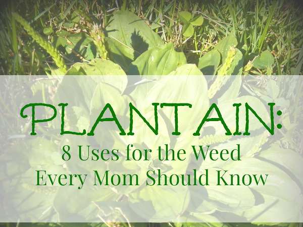 Plantain:  Eight Uses for the Weed Every Mom Should Know