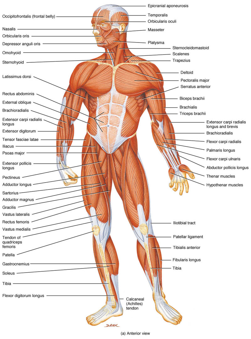 How Many Muscles Are In The Human Body and How do muscles ...