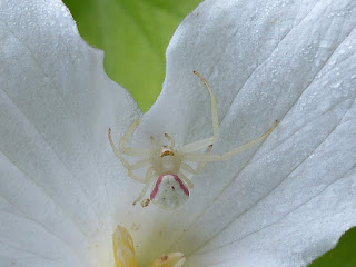 Misumène cagneuse - Thomise variable - Misumena vatia 