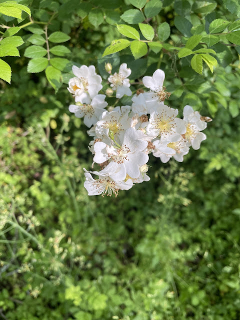 A third picture of the same yellowing flowers. This pic is from the same angle as the last pic.