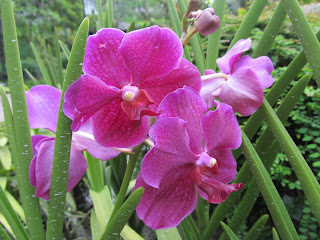 Orchids, National Orchid Garden, Singapore