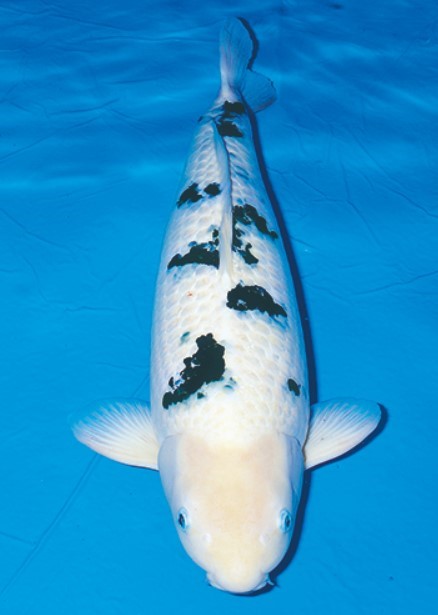 ikan koi bekko