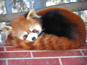 40 Adorable red panda pictures (40 pics), red panda with angry face