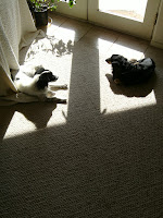 My dogs basking in the sun