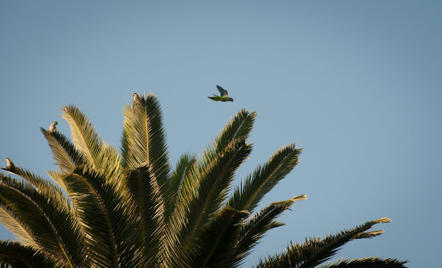 Parrots in Tigre, Argentina