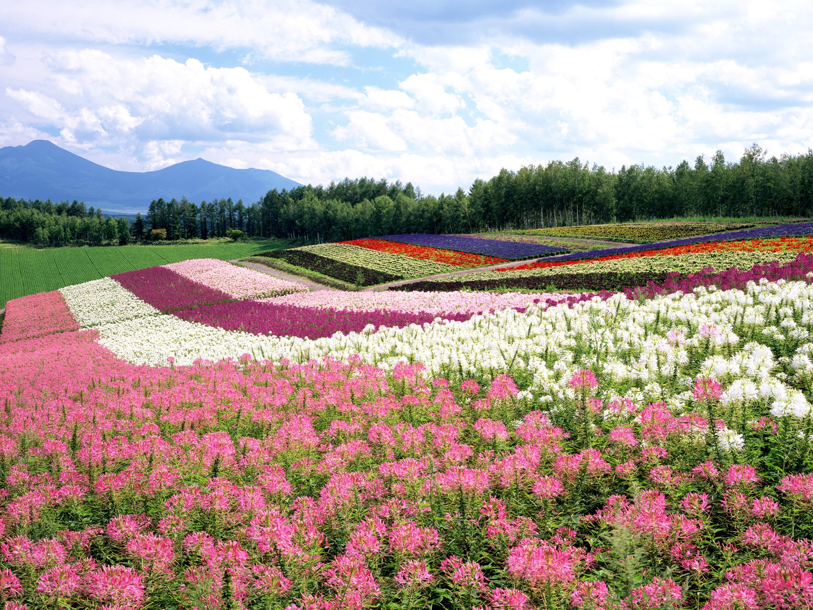 Foto Foto Kebun Bunga Yang Indah 2013 Gambar Keren Dan Unik