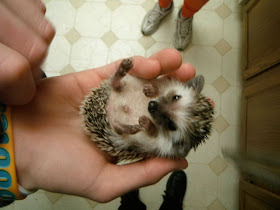 hedgehog in palm, funny animal pictures, animal pics
