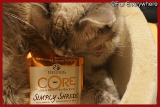 Lita checks out a Wellness CORE Boneless Chicken Grain-Free Wet Cat Food Topper.