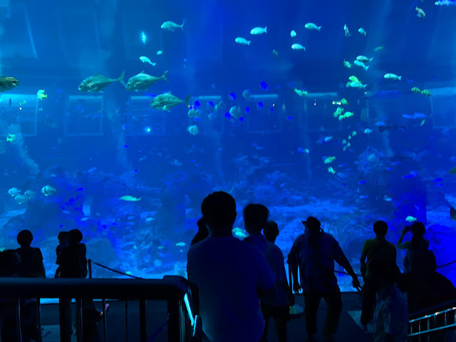 Bringing Babies; A review of S.E.A. Aquarium, Sentosa with Kids