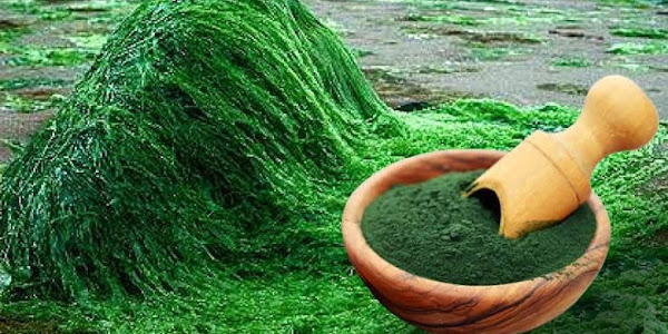 Cara Budidaya Spirulina Sebagai Pakan Alami Ikan