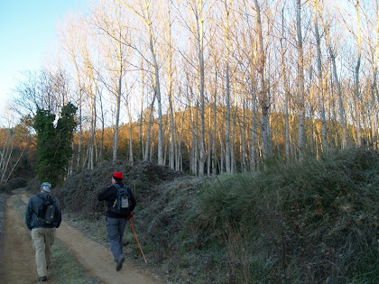 Caminant entre pollancredes