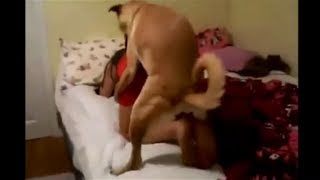 Video Bokep Anjing vs Manusia 3gp